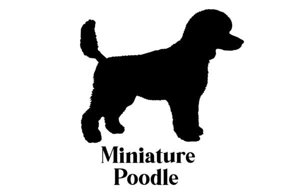 Miniature Poodle Dog Silhouette Breeds