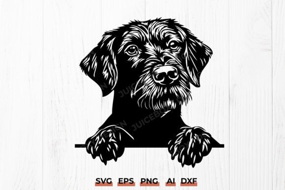 Peeking German Wirehaired Pointer Dog